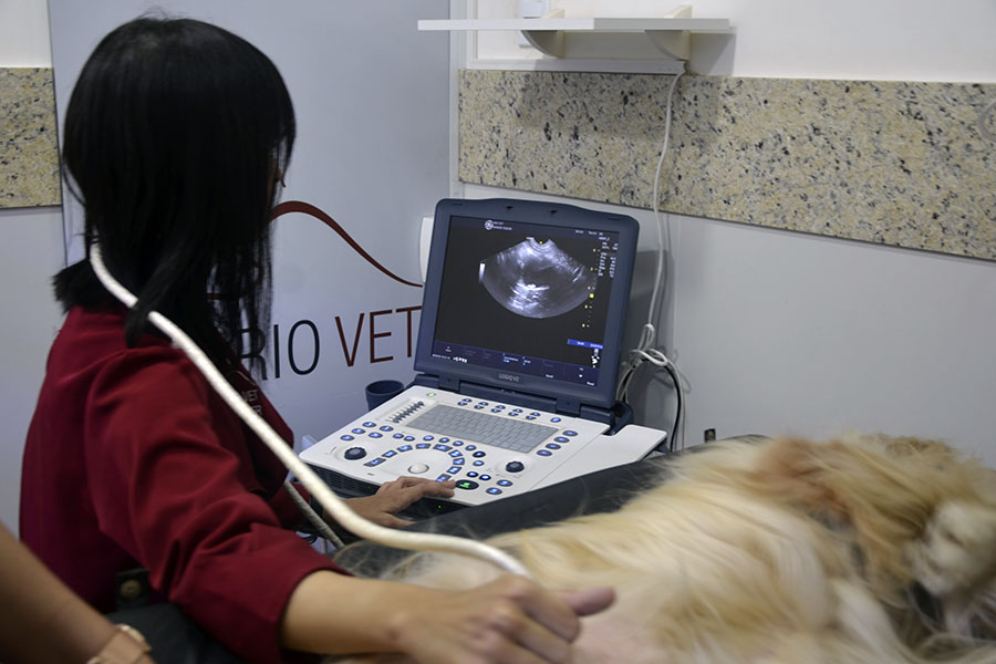 veterinária fazendo ultrassom num cachorro