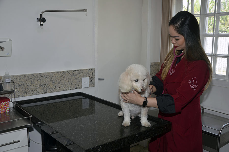 veterinária examinando poodle com um estetoscópio