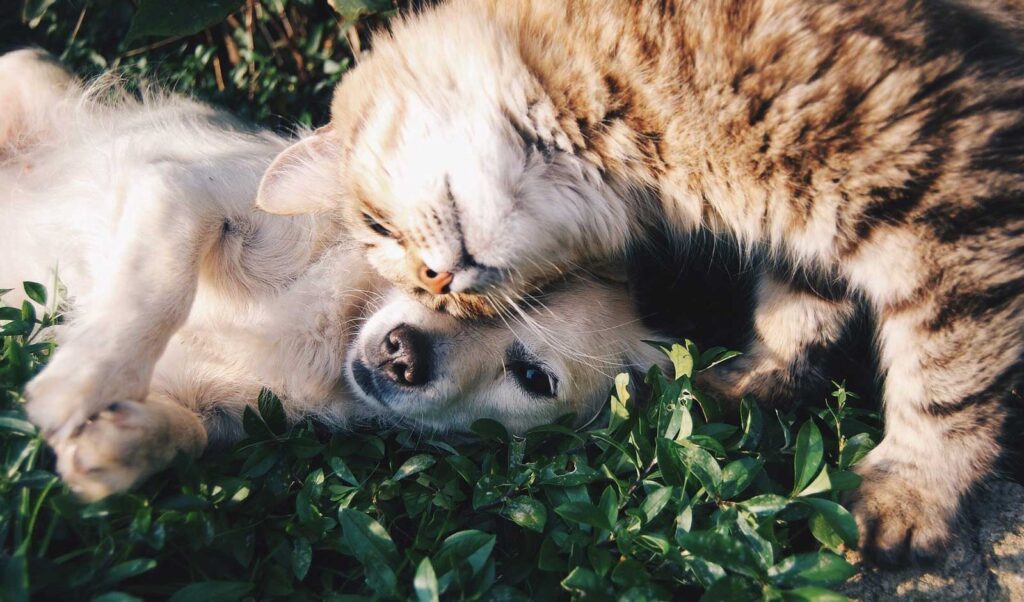 gato e cachorro se acariciando na grama