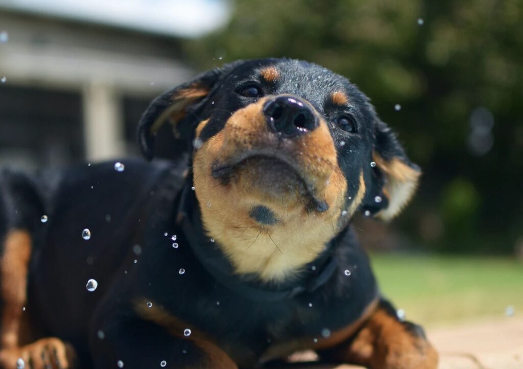 Hora do banho nos pets: cachorro sacudindo a cabeça com água