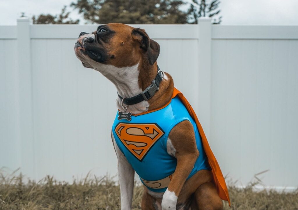 Doação de sangue entre pets: cachorro vestido com a roupa do super homem