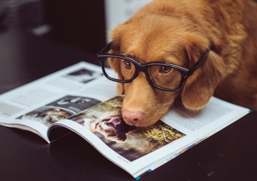 cachorro de óculos lendo revista