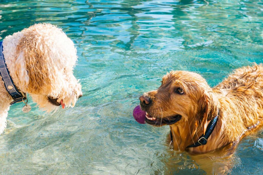 dias quentes - dois cachorros curtindo uma piscina nos dias quentes com um brinquedinho