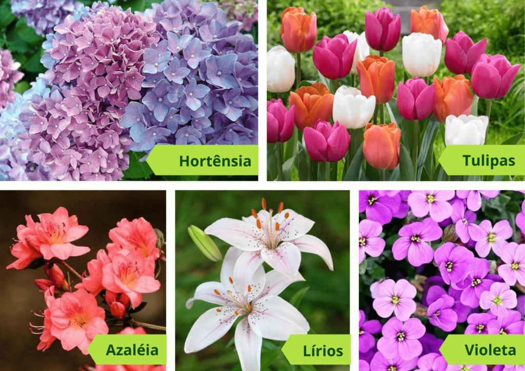 plantas tóxicas com flores: hortênsia, tulipa, azaléia, lírio e violeta
