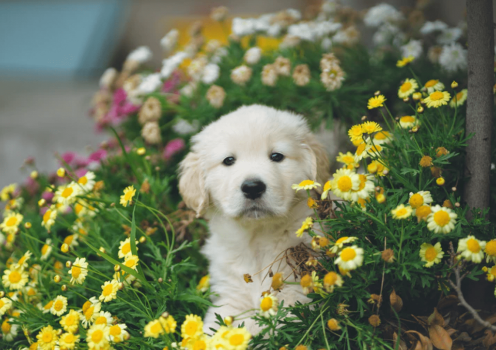 cachorro filhote no meio de um jardim florido