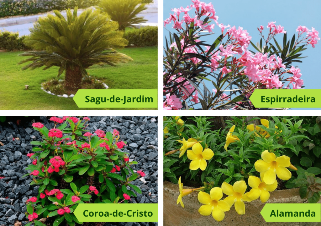 plantas tóxicas comuns em jardins e calçadas: sagu-de-jardim, espirradeira, Coroa de Cristo e Alamanda