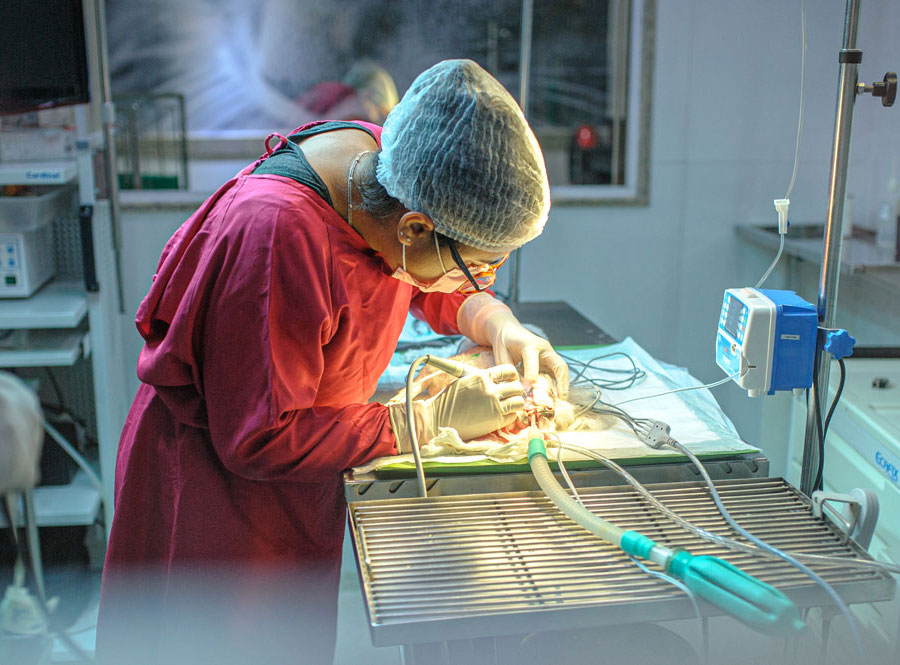 veterinária realizando cirurgia na Rio Vet