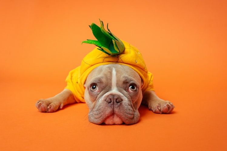 capa do post alimentação dos pets: cãozinho vestido de abacaxi
