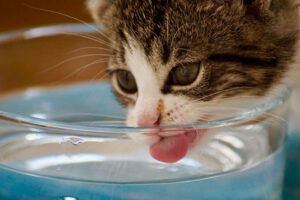 Gato bebendo água
