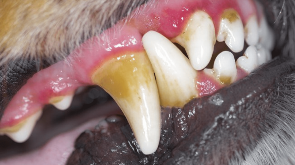 exemplo de tártaro em cães, dentes amarelados