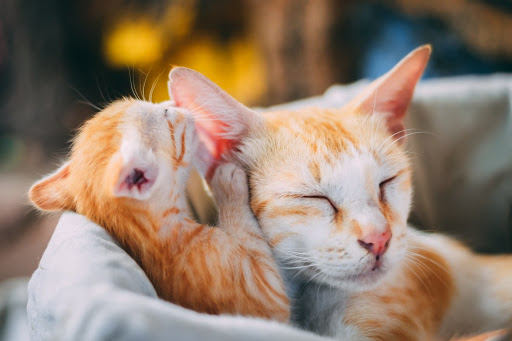 gato e filhote: idade para castração de gatos e cães