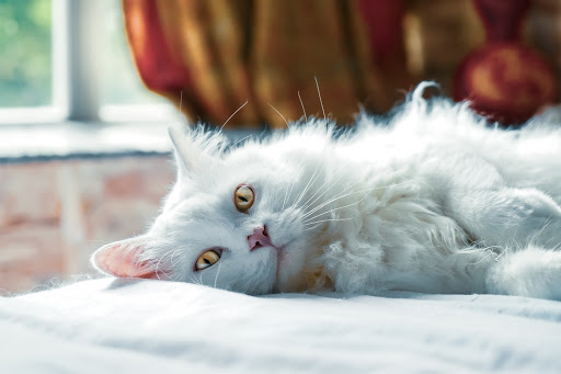 gato deitado: pós-cirúrgico da castração de gatos e cães