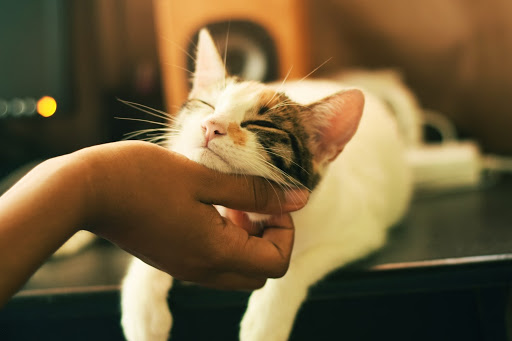 gato recebendo carinho: os cuidados com a castração de gatos e cães