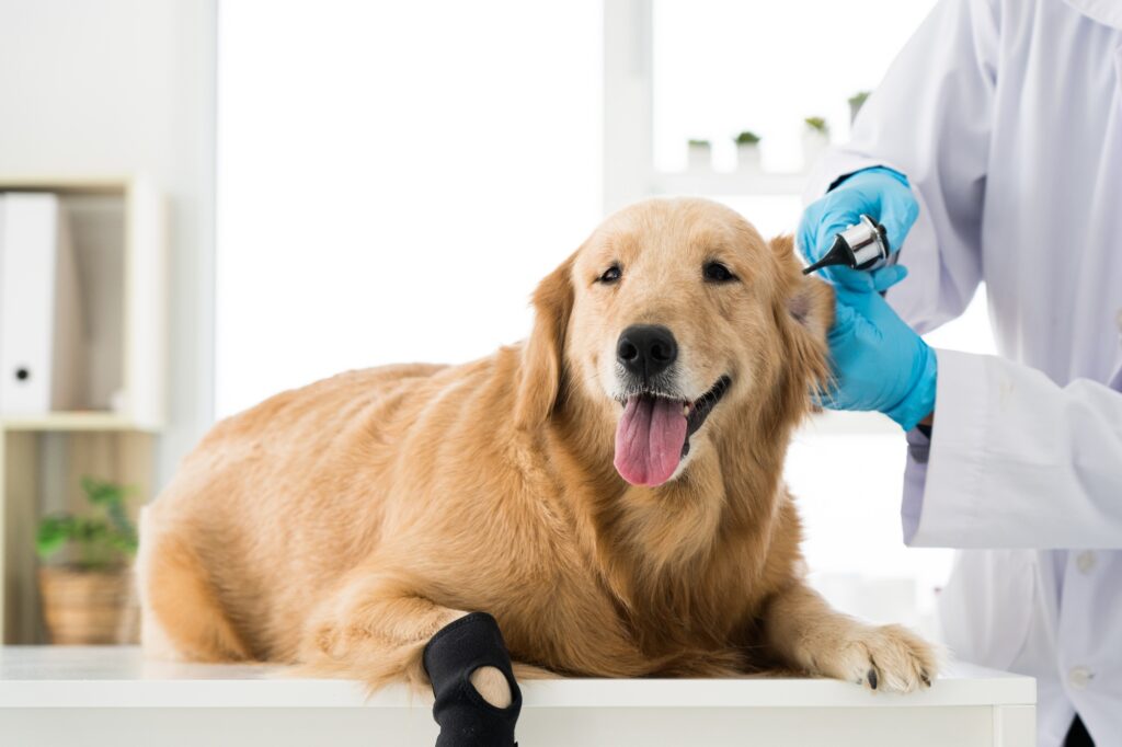 Close up veterinarian's hand is checking up the happy dog's ears with otoscope in hospital.