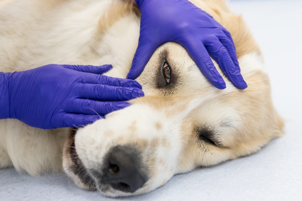 veterinarian checks eyes of dog. Vet ophthalmologist doing medical procedure. Pet, care concept