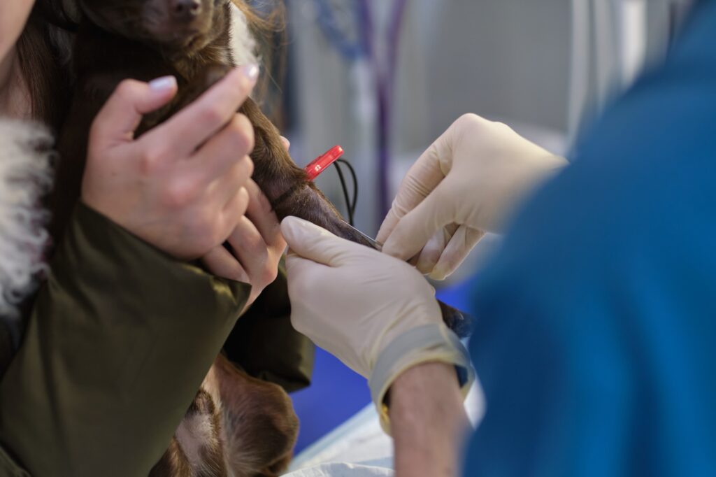 veterinarian shaves a small dog to connect electrodes for an electrocardiogram examination