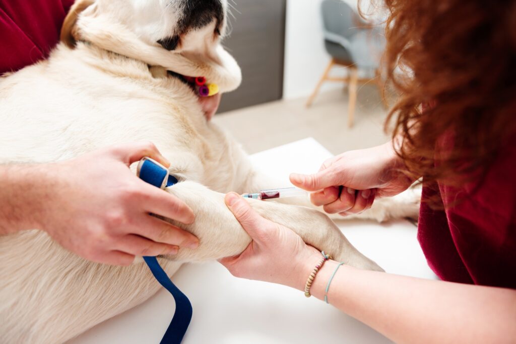 veterinary doctor extracting blood